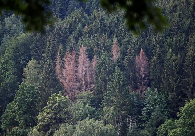 World lost 100 million ha of forests in two decades: UN